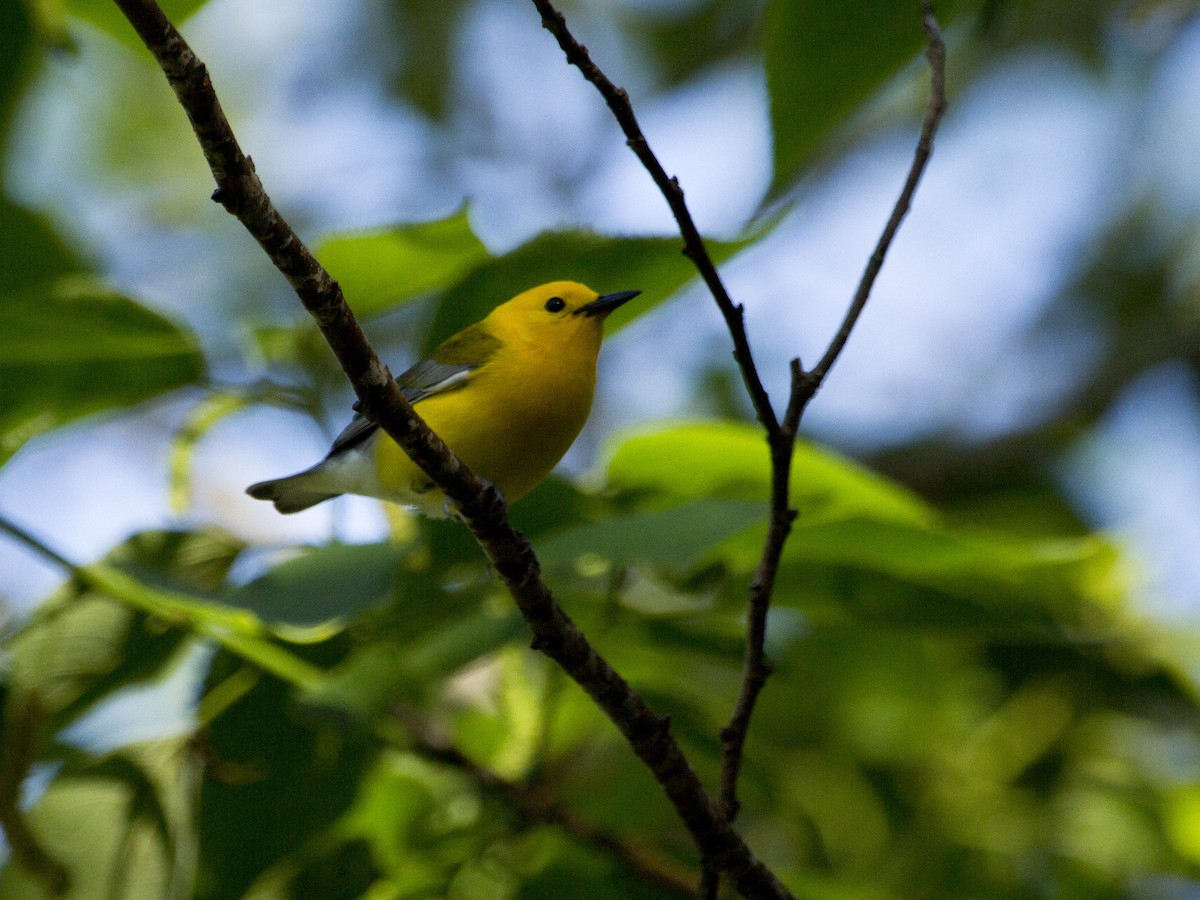 Prothonotary Warbler - ML151788311