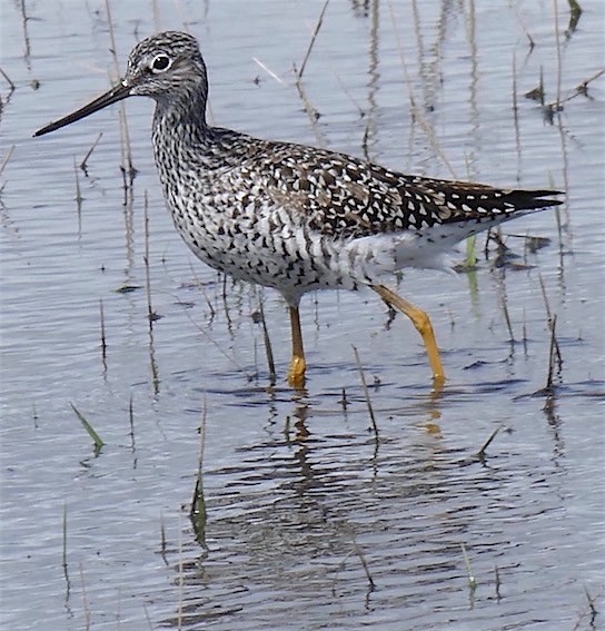 Greater Yellowlegs - Dave Trochlell