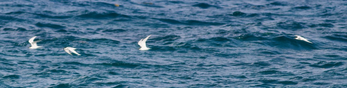 Gull-billed Tern - Marcello Gomes