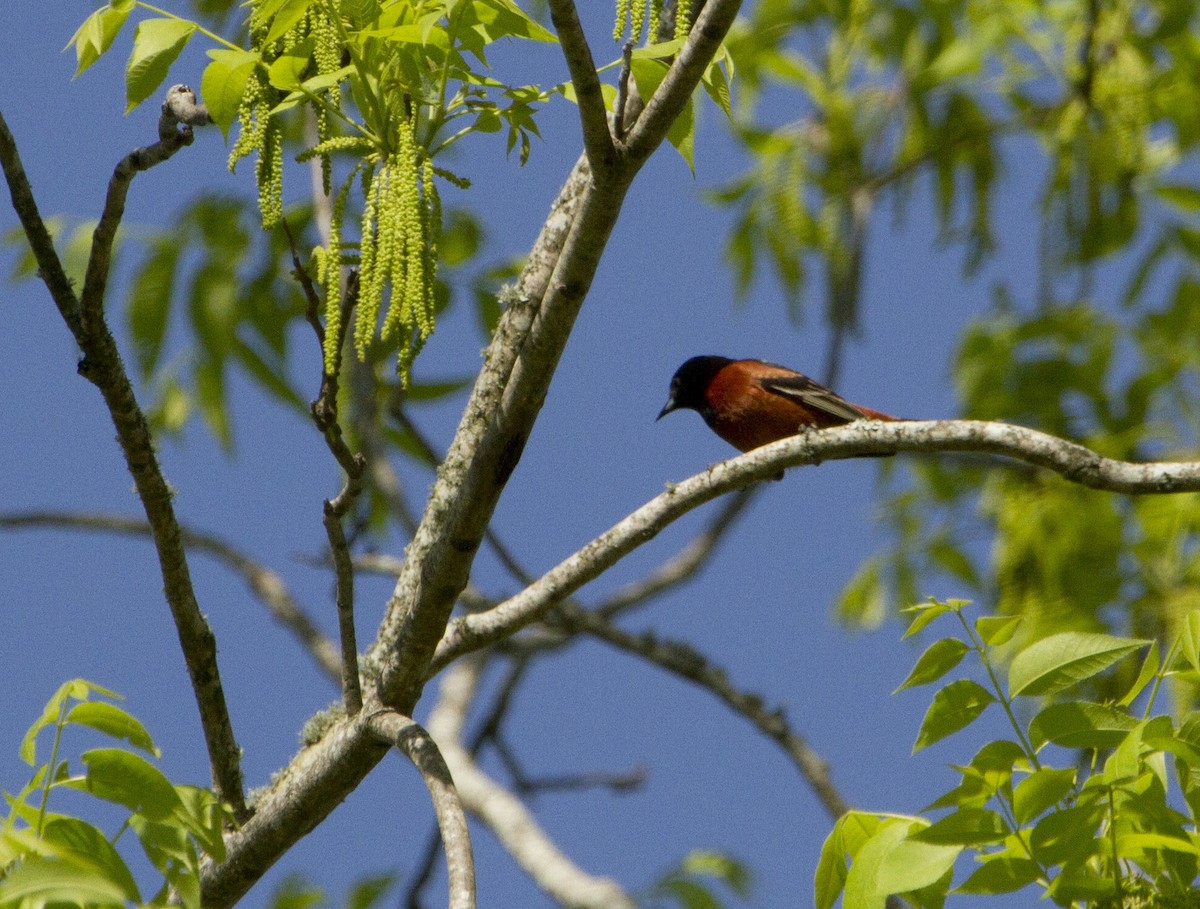 Orchard Oriole - ML151789001