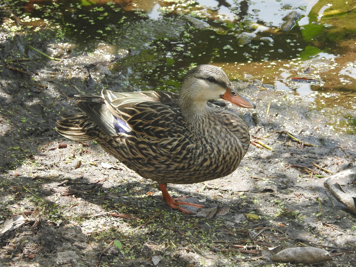 Mottled Duck (Florida) - Alan Green