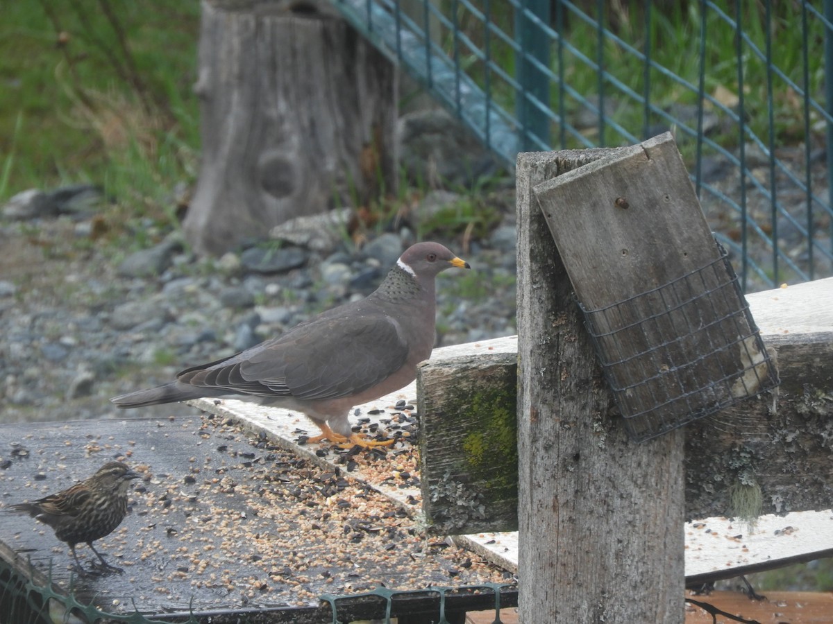 Band-tailed Pigeon - ML151789071
