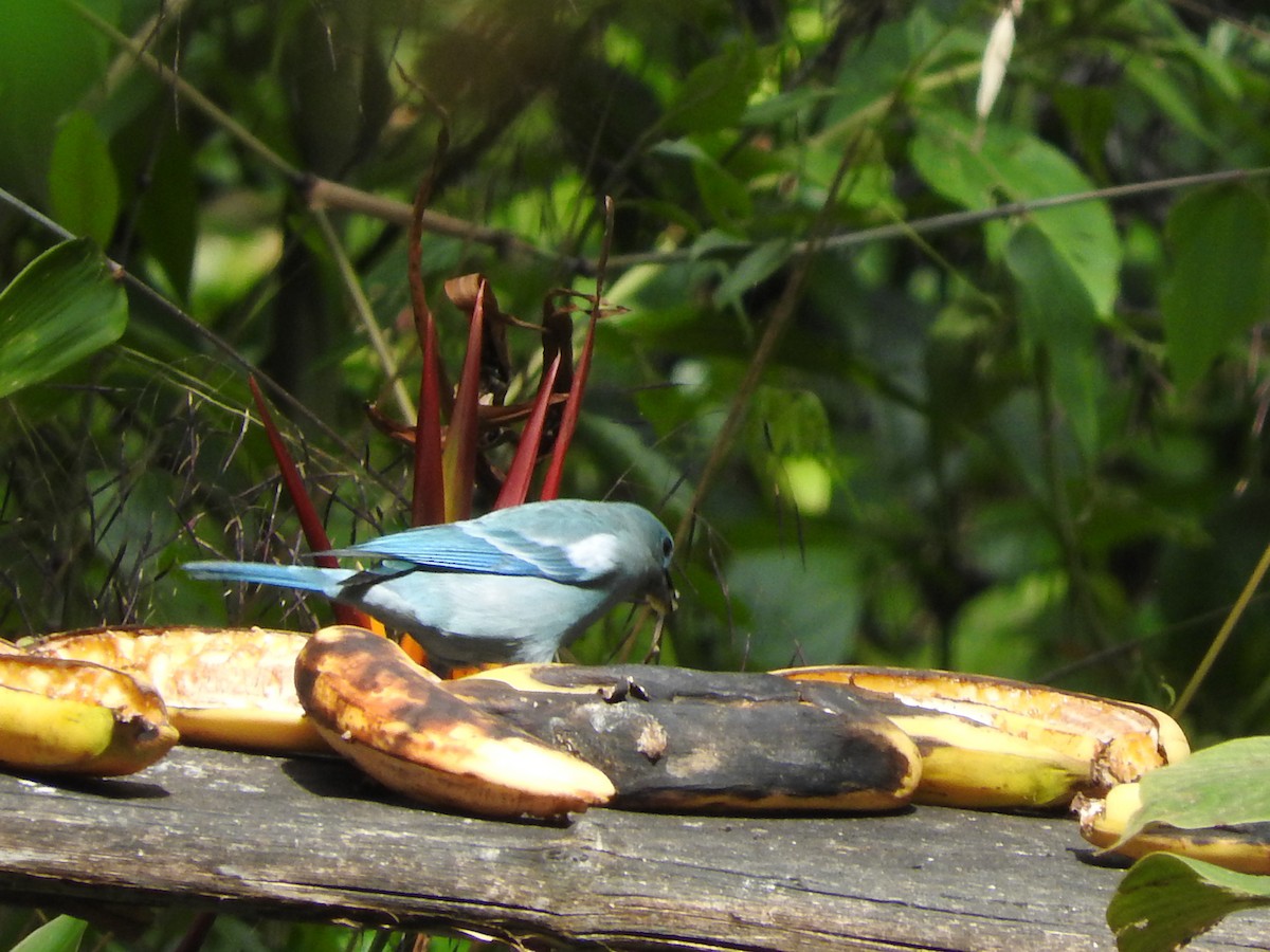 Blue-gray Tanager - ML151789351
