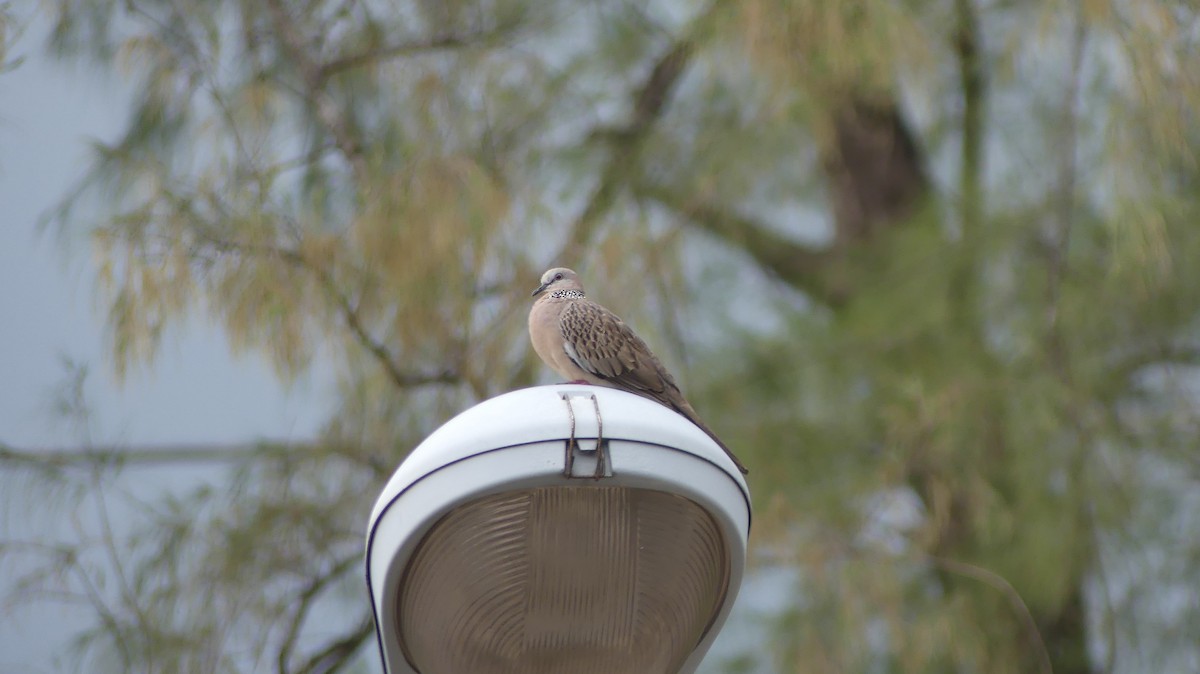Spotted Dove (Eastern) - ML151789801