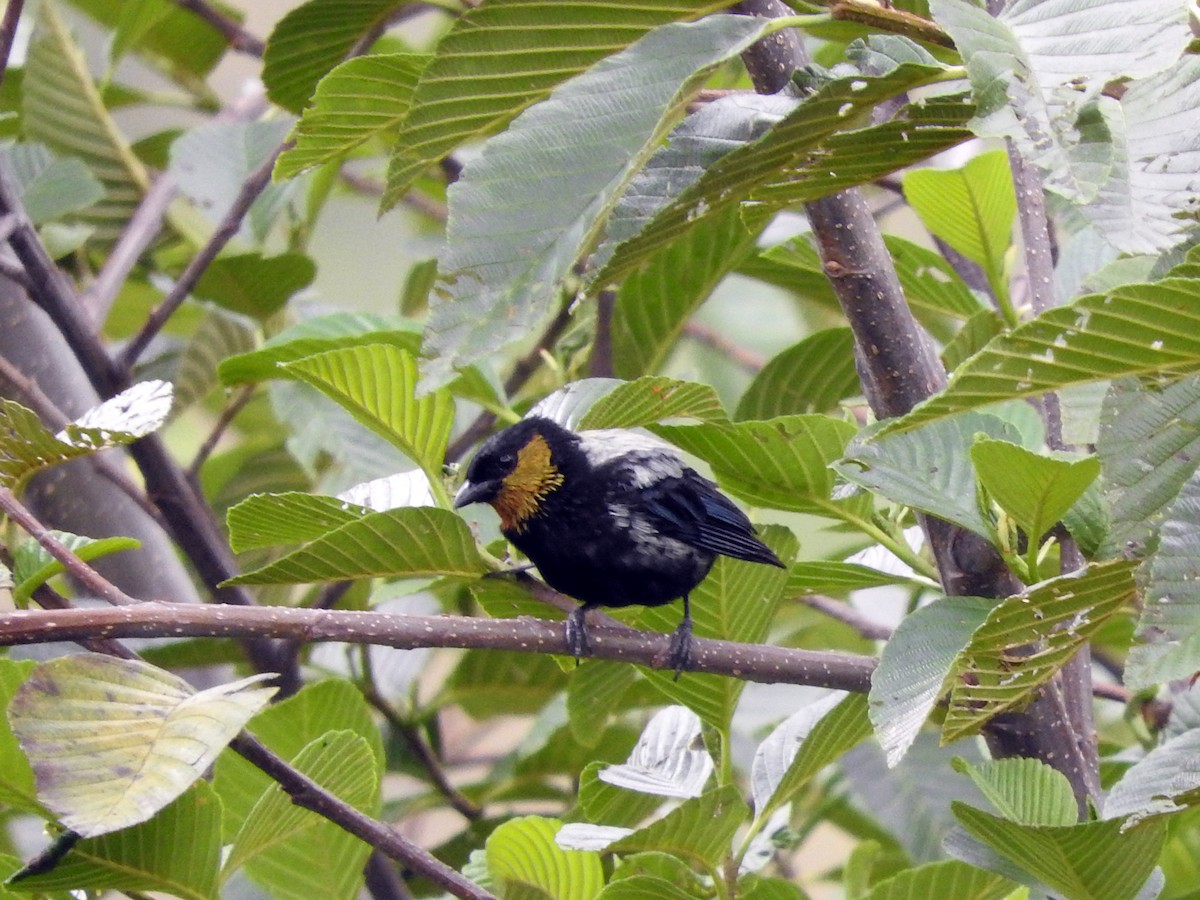 Silvery Tanager - ML151789971
