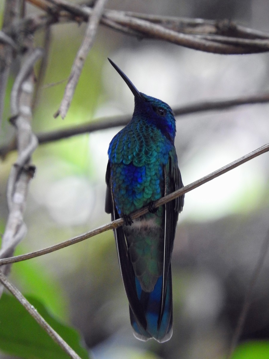 kolibřík modrolící - ML151790151
