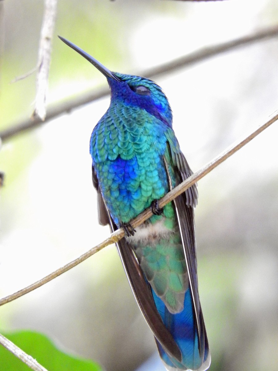 kolibřík modrolící - ML151790181