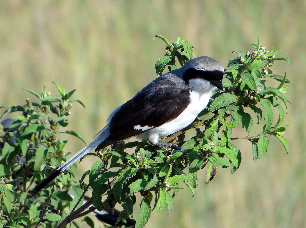 Gray-backed Fiscal - Todd A. Watkins