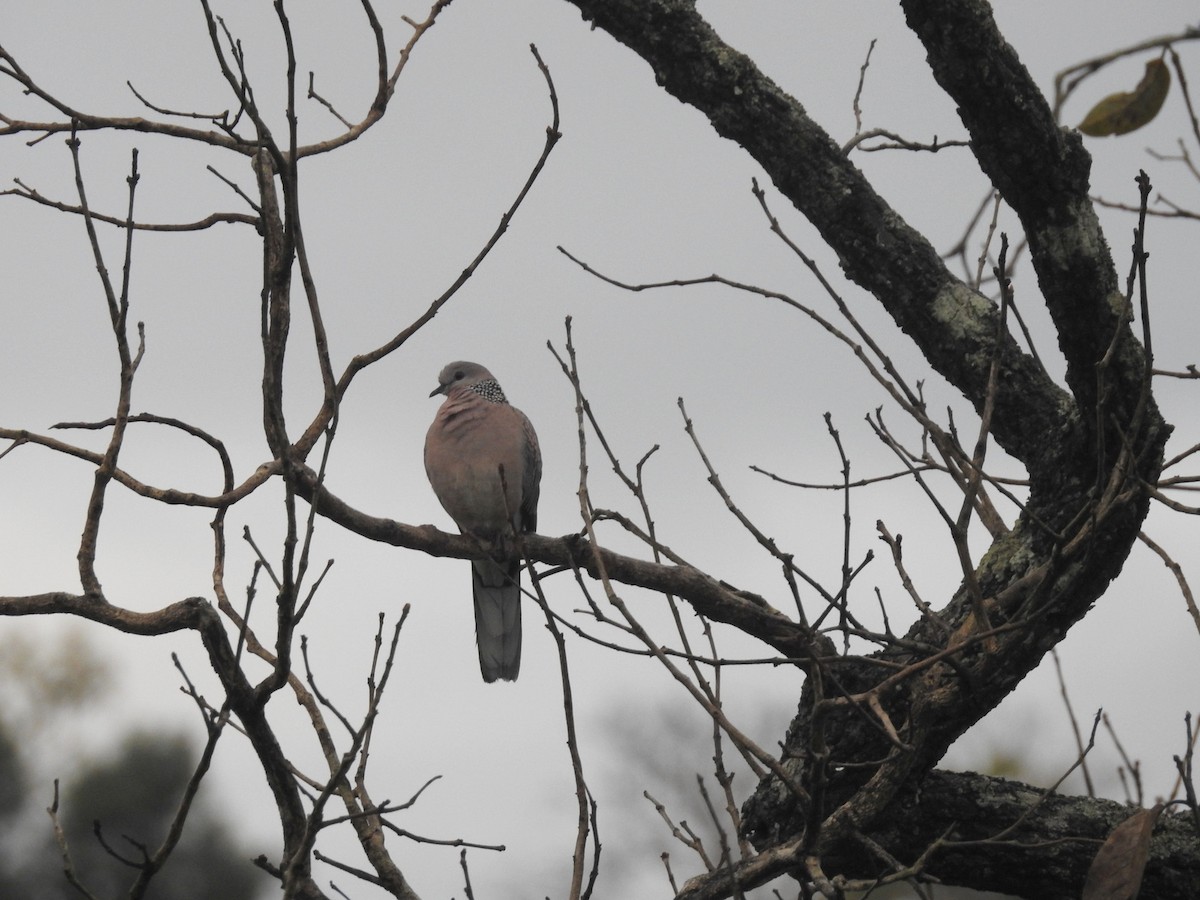 Spotted Dove - ML151790721