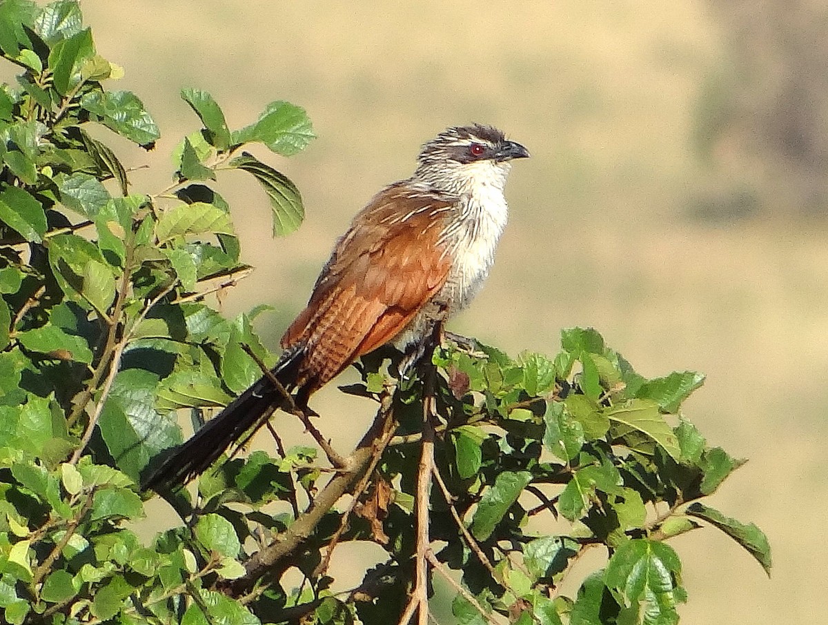White-browed Coucal - Todd A. Watkins