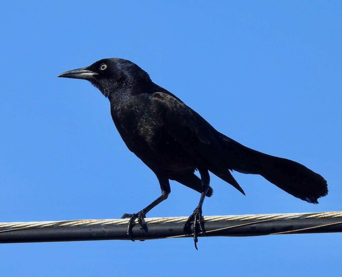Boat-tailed Grackle - ML151791351