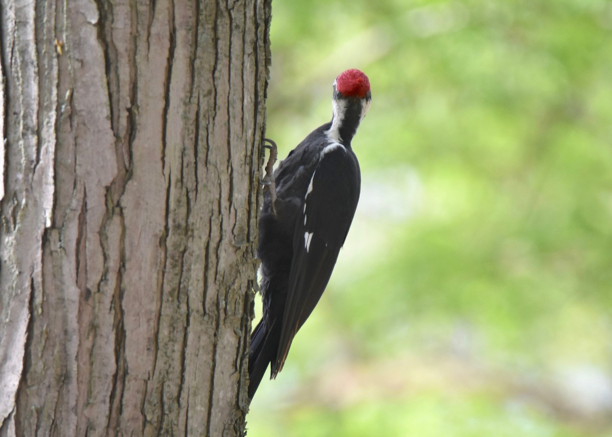 Pileated Woodpecker - Pete Monacell