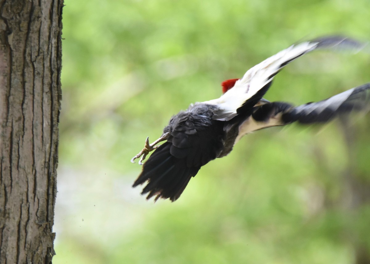 Pileated Woodpecker - Pete Monacell