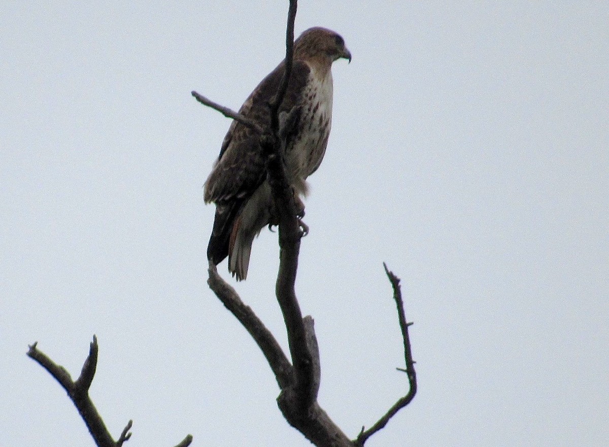 Red-tailed Hawk - Kisa Weeman