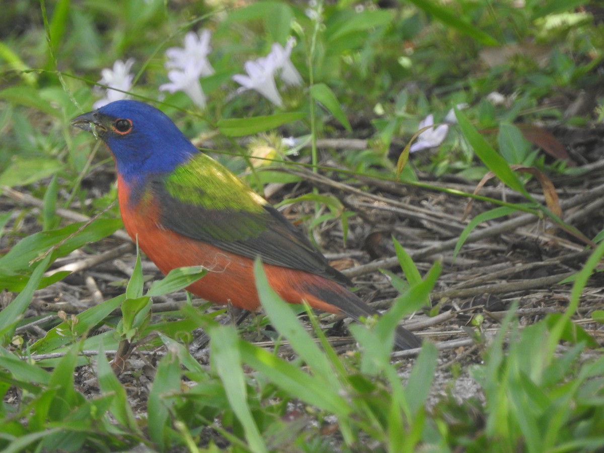 Painted Bunting - ML151791821