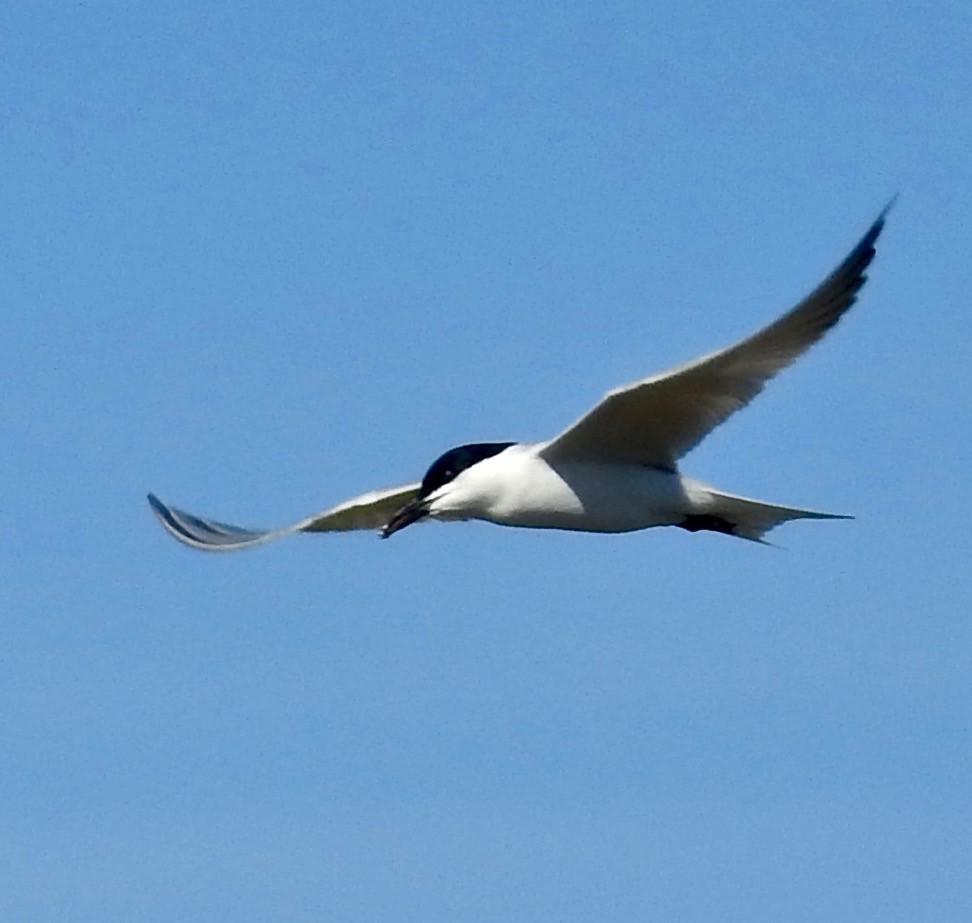 Gull-billed Tern - ML151792001