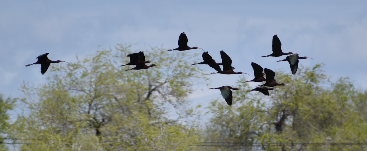 White-faced Ibis - Kyle Fisher