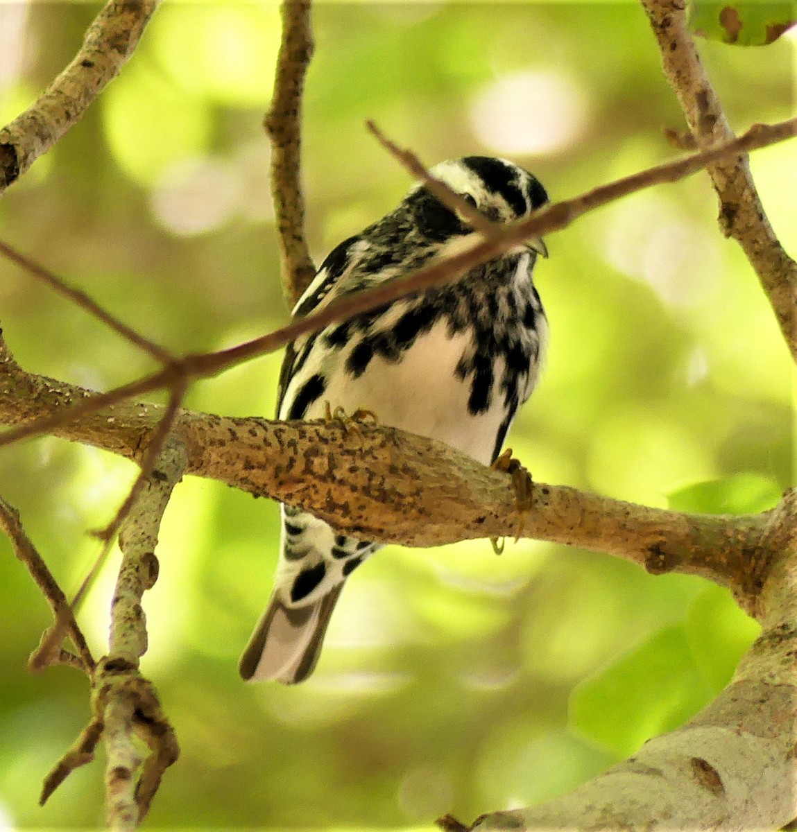 Black-and-white Warbler - ML151793301