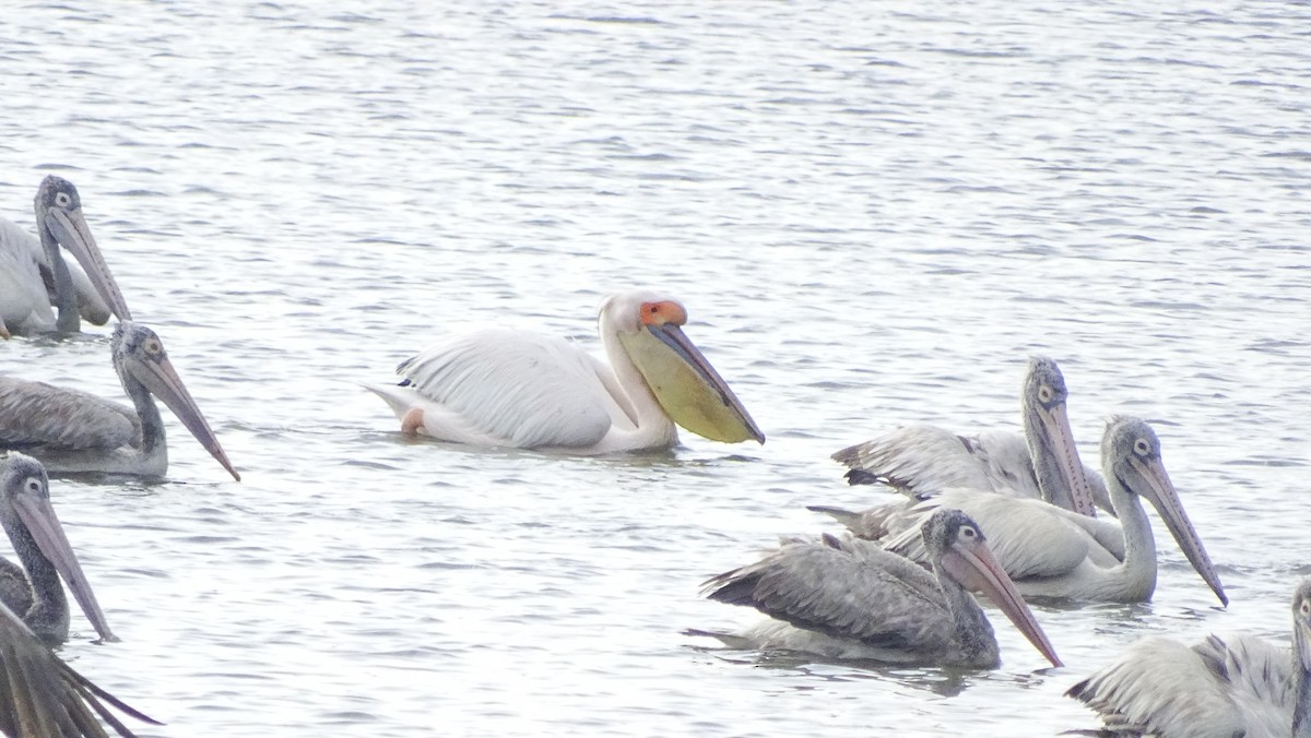 Great White Pelican - Yuvan Aves