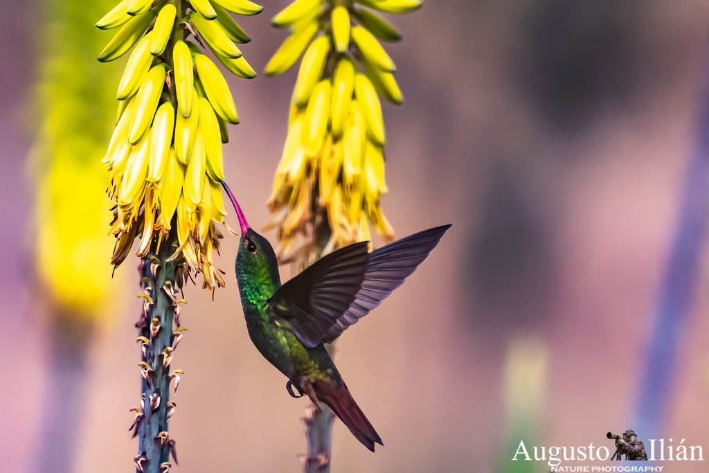 Rufous-tailed Hummingbird - ML151794081