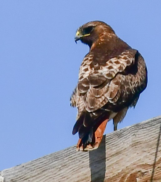 Red-tailed Hawk - Libby Burtner