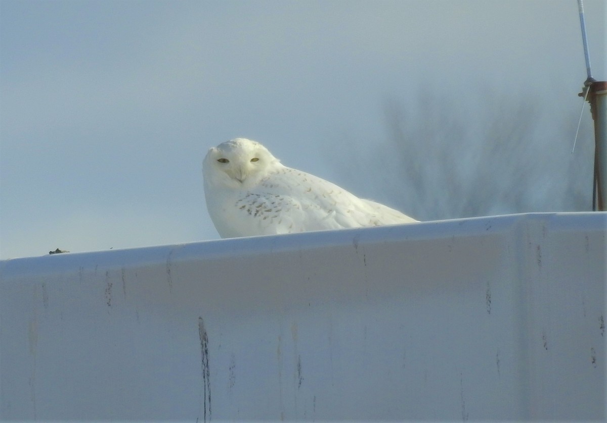 Snowy Owl - ML151795261