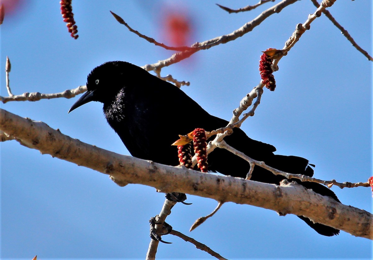 Boat-tailed Grackle - Theresa Gessing