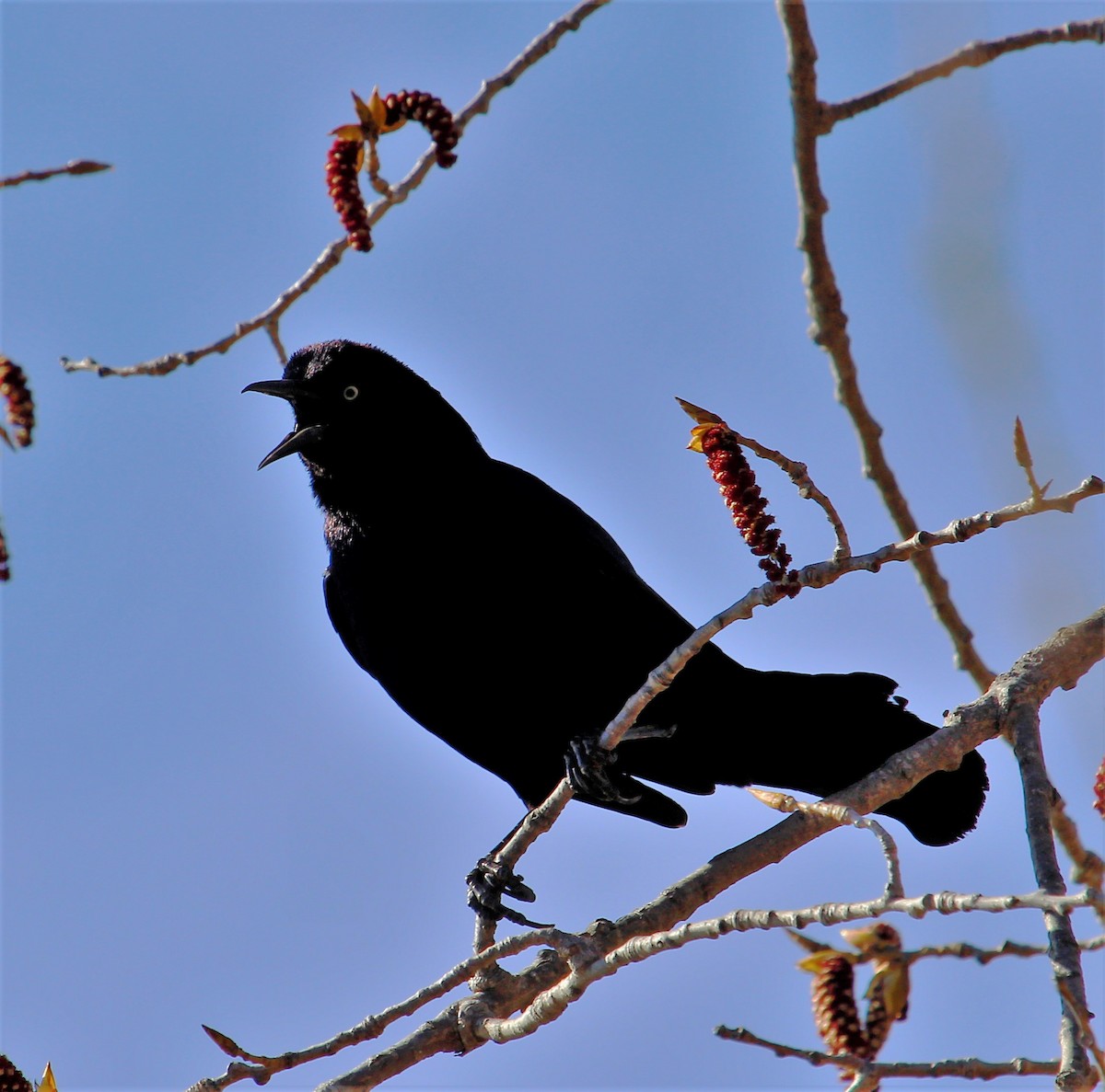 Boat-tailed Grackle - Theresa Gessing