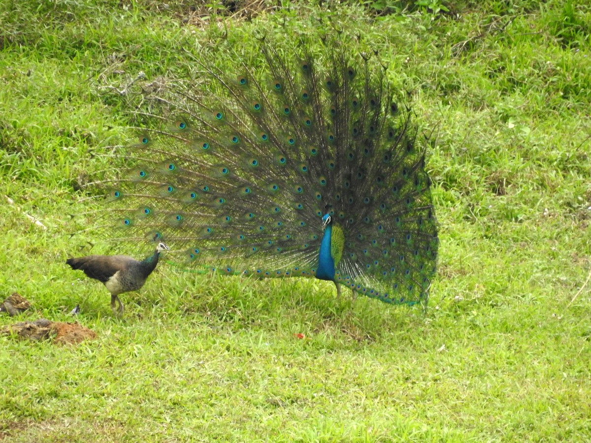 Indian Peafowl - ML151795541
