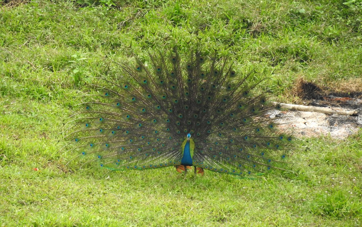 Indian Peafowl - Manoj Karingamadathil