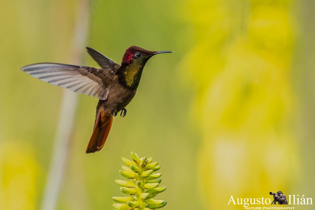 Ruby-topaz Hummingbird - Augusto Ilian
