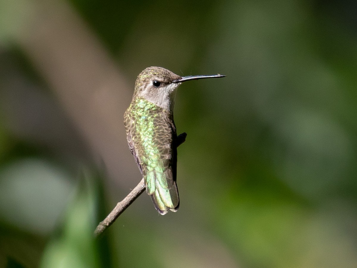 Costa's Hummingbird - Bruce Aird