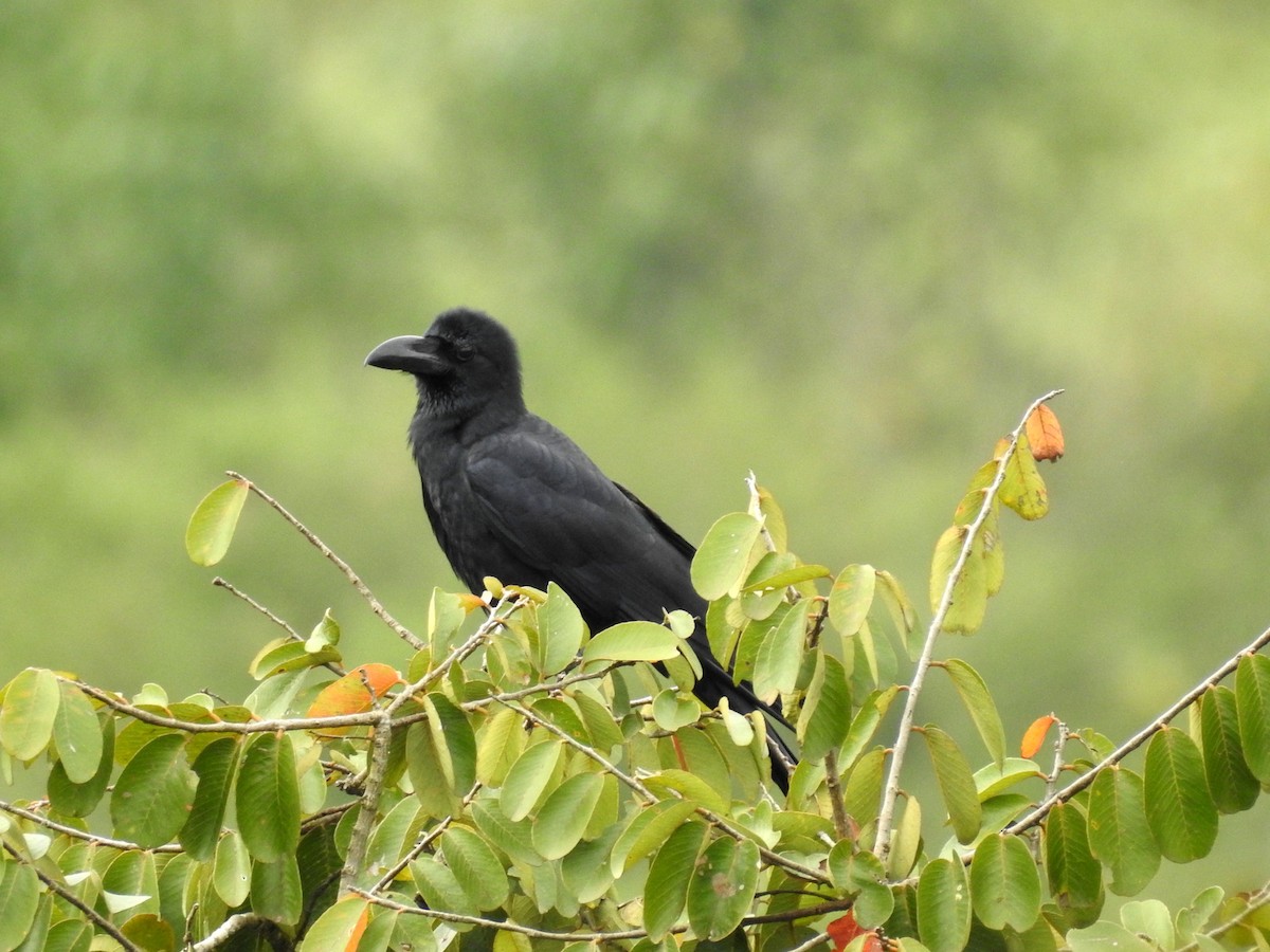 Large-billed Crow - ML151796081