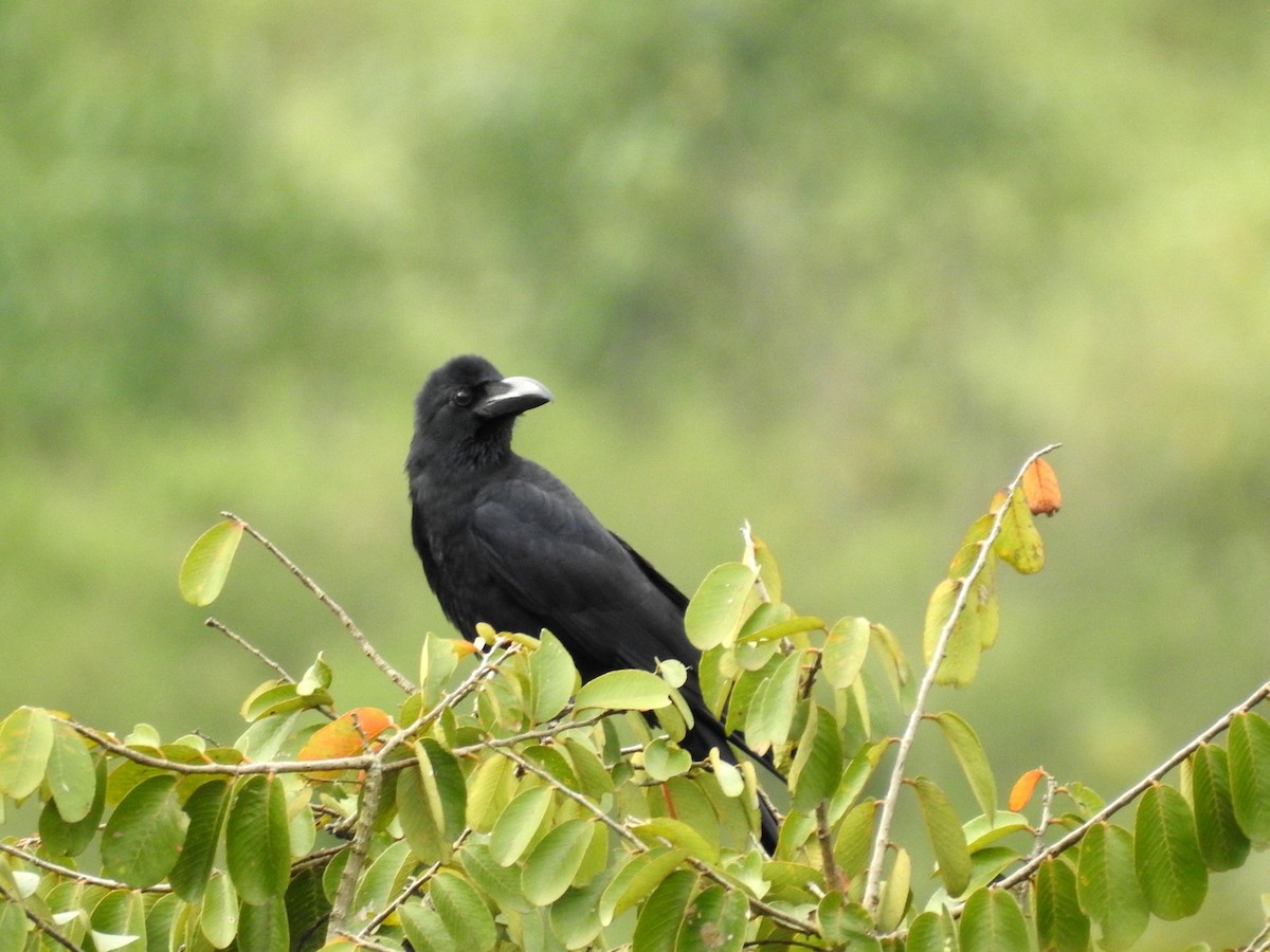 Large-billed Crow - ML151796091