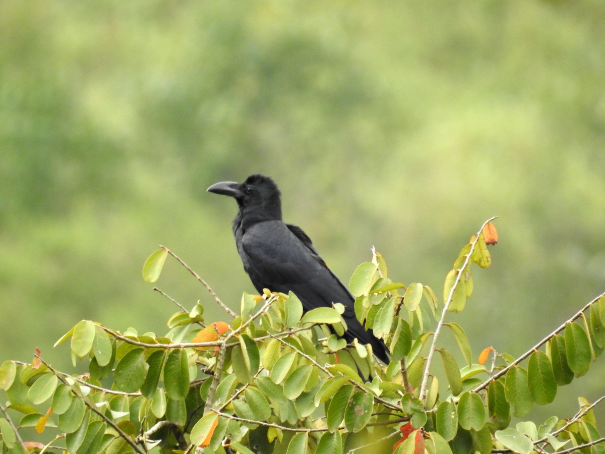 Large-billed Crow - ML151796151