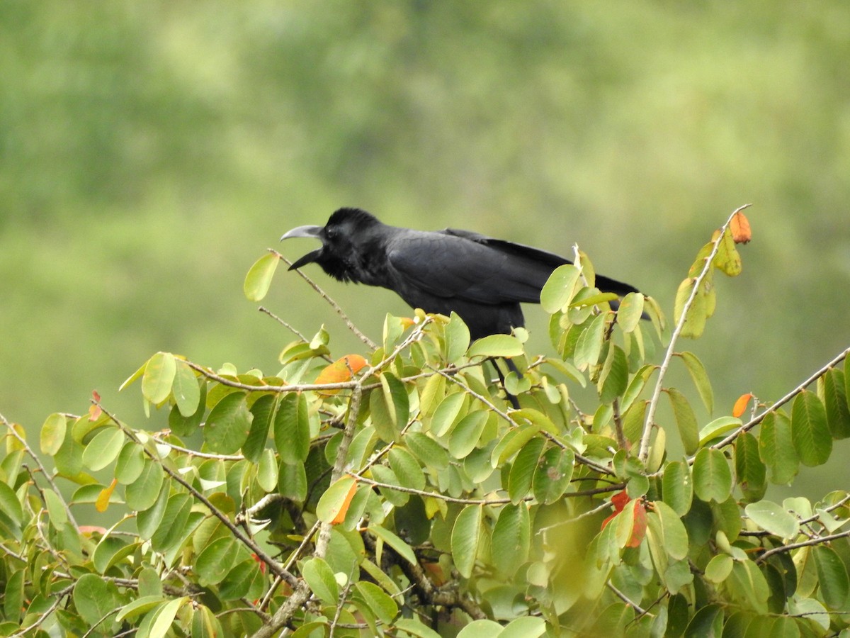 Large-billed Crow - ML151796171