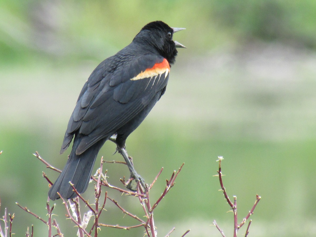 Red-winged Blackbird - ML151796351