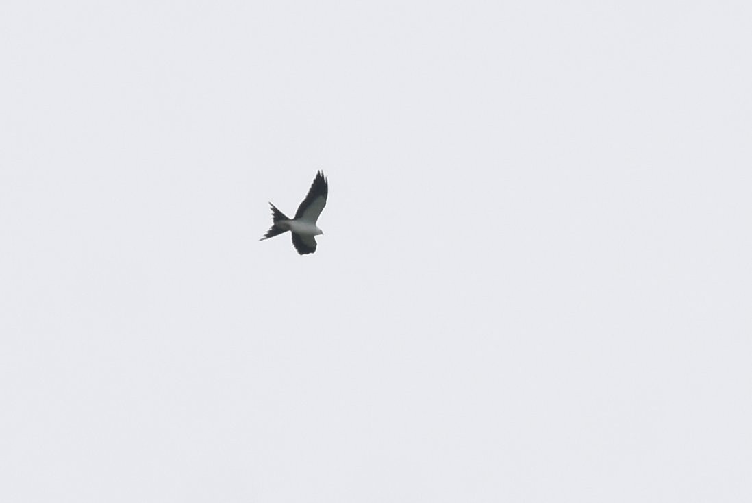 Swallow-tailed Kite - Gary Yoder