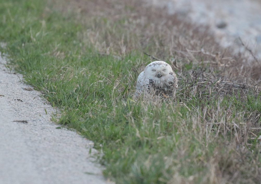 Snowy Owl - Paul Jacyk 🦉
