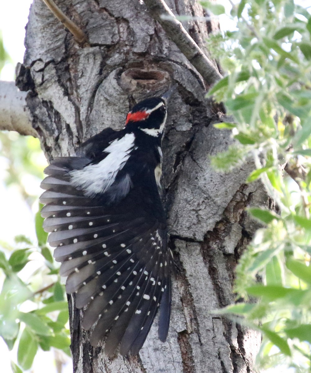 Hairy Woodpecker - Matthew Grube
