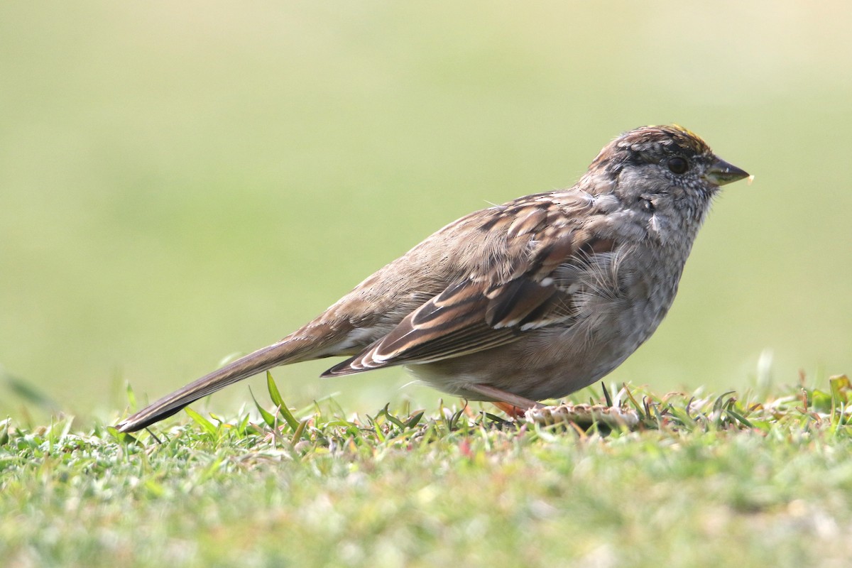 Golden-crowned Sparrow - Ingo Rösler