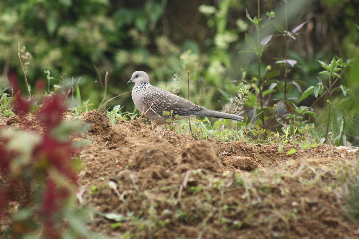 Spotted Dove - ML151798351