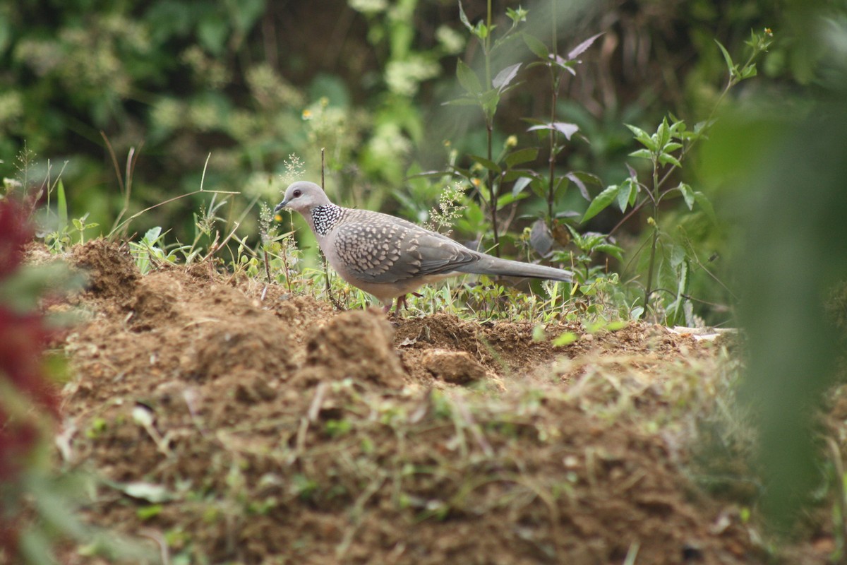 Spotted Dove - ML151798361