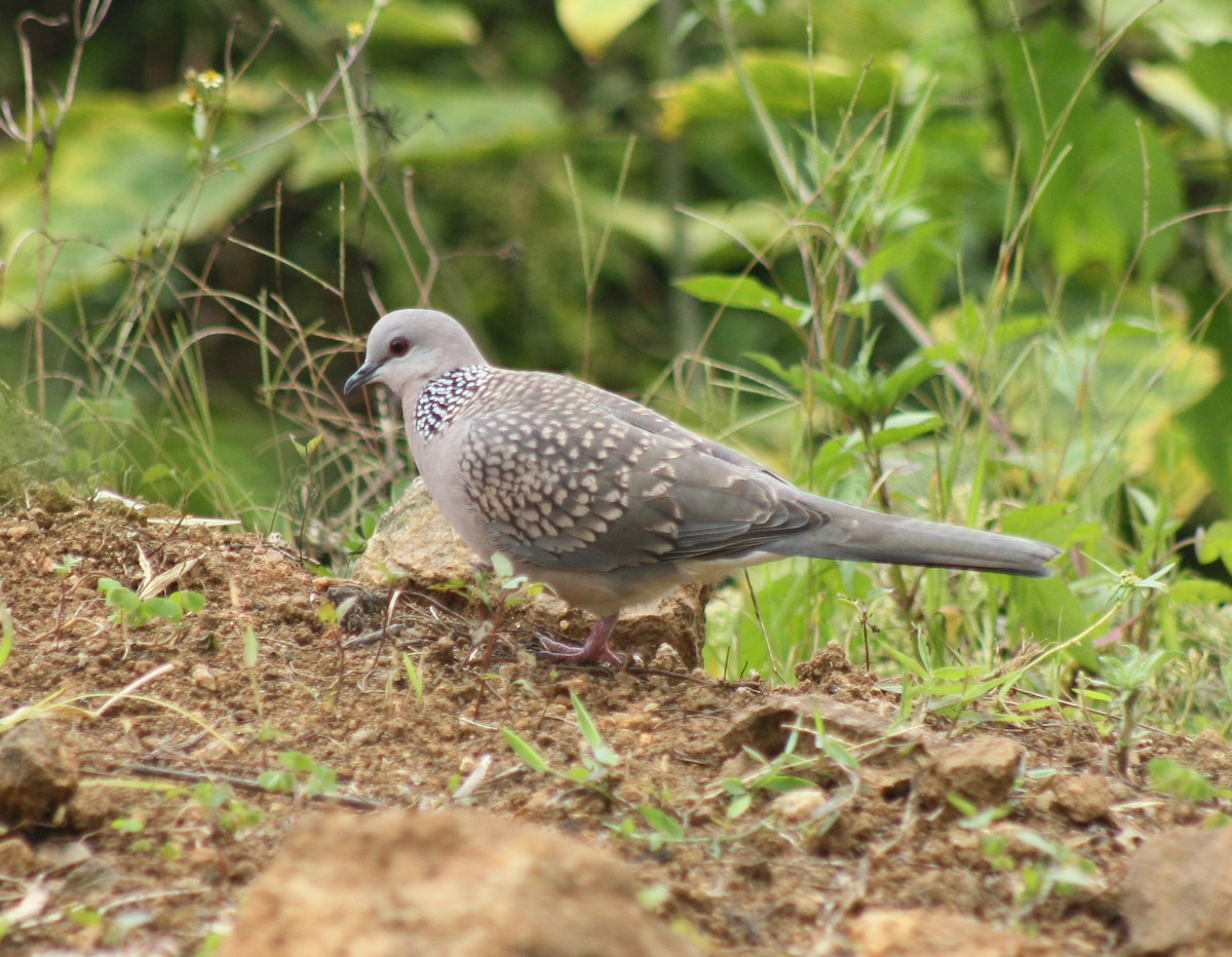 Spotted Dove - ML151798381