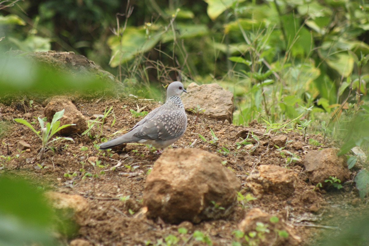 Spotted Dove - Manoj Karingamadathil