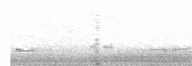 Western Grebe - ML151798421