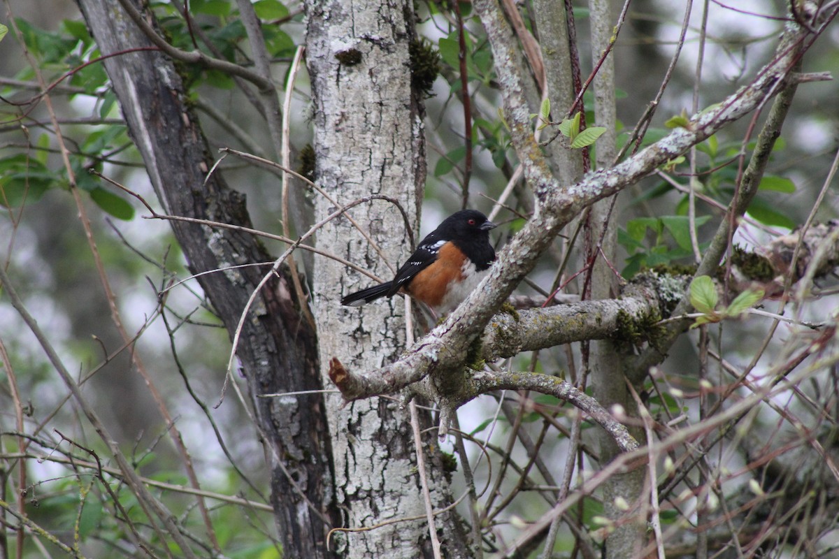 Spotted Towhee - ML151800741