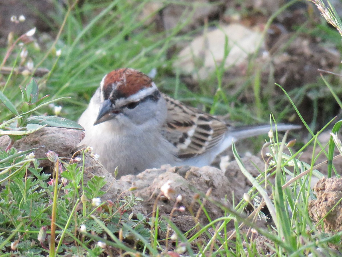 Chipping Sparrow - Colin Dillingham