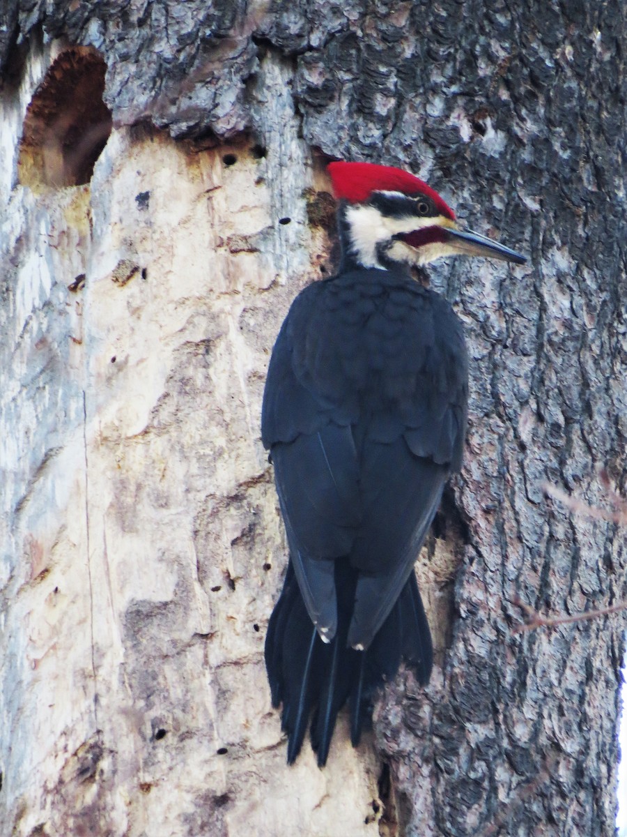 Pileated Woodpecker - Eric Baldo
