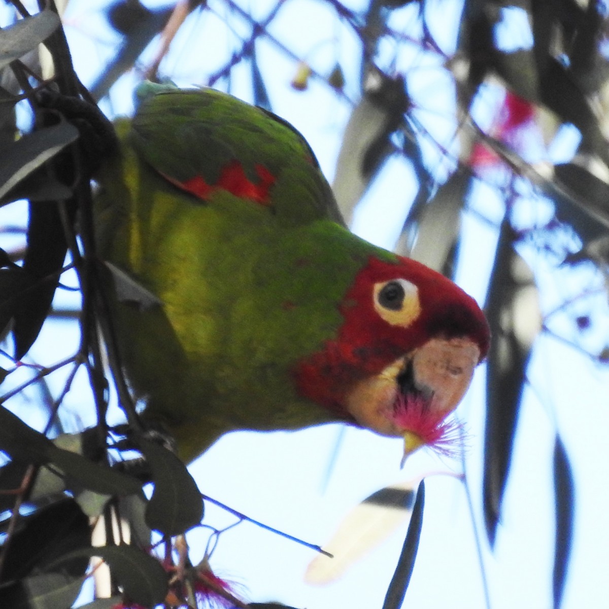 Red-masked Parakeet - Michelle Haglund